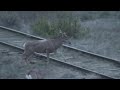 deer-and-bison.html