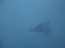 mantas