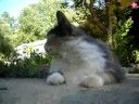 Zoet the cat 2. HD!
