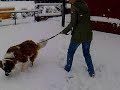 St Bernard in the snow