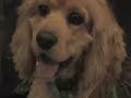 Lifetime Commitment PSA Lifetime Commitment PSA
