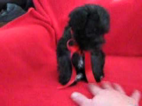 Teddy is a beautiful liver sable little boy