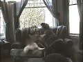 talking dogs