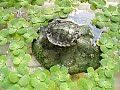 TURTLE TAKING A DIVE HONG KONG WILLIE