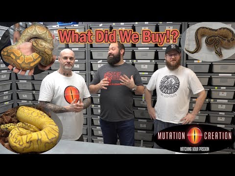 YouTube reptile video