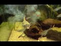 MBU Puffer eats Red Claw Crab
