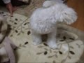 ポッキーとクッポ父.wmv