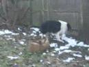 Dogs just wanna have Fun part Deux