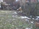 Dogs just wanna have Fun part Deux