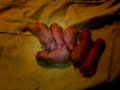 Newborn Baby Bunnies