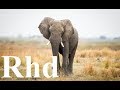 GREAT ELEPHANT, NATURE 2018 HD DOCUMENTARY.