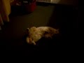 Il gatto di Francesca