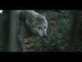 Wolves