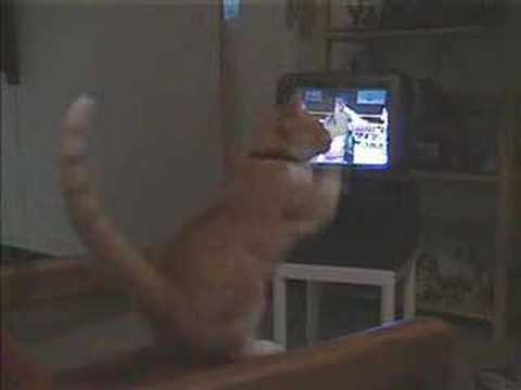 Boxing cat 0 Boxing cat