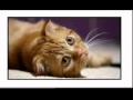 Cats 101: Scottish Fold
