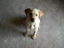 Labrador Labrador