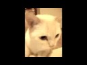 cat demand cat demand