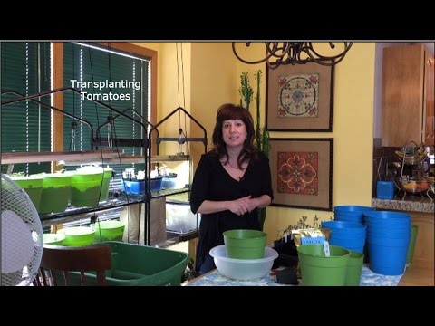 how to transplant tomatoes