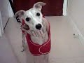 Want to got for a walk in the rain? Want to got for a walk in the rain?
