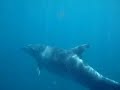 Freediving With Dolphins Freediving With Dolphins
