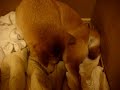 えこちゃんの陣痛（息み）