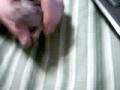 videos de Pumpkin: The Other Hairless Hamster