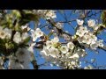 Spring Nature video