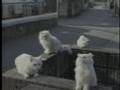White Call（ホワイトコール）　あぁ‥ 時間切れ編