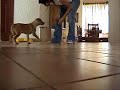 cahorro de 5 meses, metodo clicker