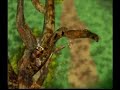 Buza Caperuza.- Somos Criaturas Buza Caperuza.- Somos Criaturas