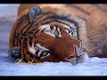 Tigers of the Snow