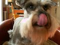 Gracie the Schnauzer Speaks