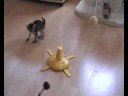 cute Abyssinian Kittens 6 weeks old