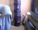 cute Abyssinian Kittens 6 weeks old