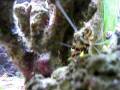 videos de Coral Banded Shrimp eating a Bristle Worm