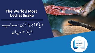 The World's Most Lethal Snake | Moawin.pk
