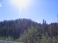 Tree Tops
