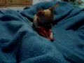 Zizu y su changuito