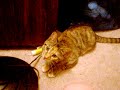 THE KITTEN NATURES NINJA