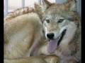 Lobo Bobo (conteúdo adulto / adult content)