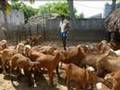 A Living from Livestock - India