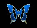 My Channel Icon - Butterfly My Channel Icon - Butterfly