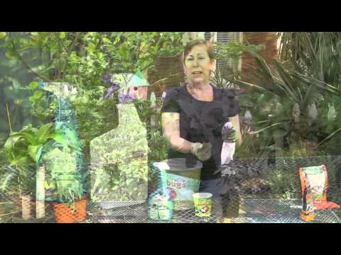 how to get rid aphids