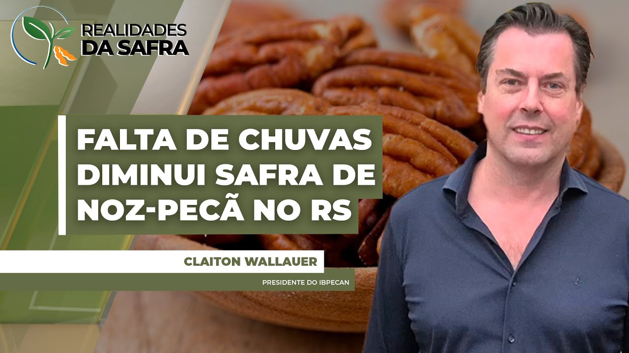 Colheita da noz-pecã está sendo finalizada no Rio Grande do Sul