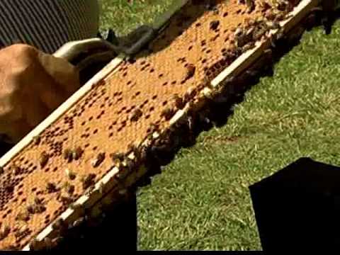 Beekeeping