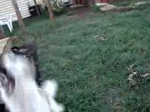 English Setter Bubble Hunter