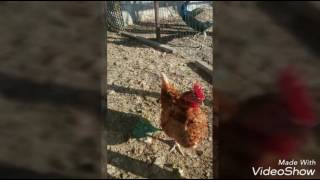 2° Promenade a  Morsasco