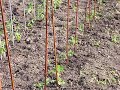 Garden Update Episode 2 Garden Update Episode 2