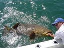 videos de Awesome Wilmington Grills Goliath Grouper Challenge 2