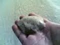 What is this?